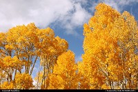 Photo by fongfotos | Lake Tahoe  Fall Colors, California, Trees, Nature